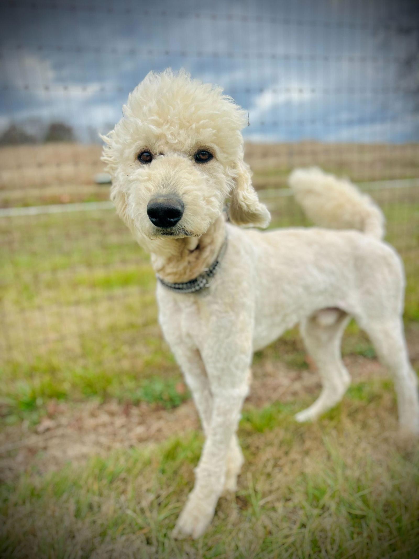 Enlarge Otis Jan 26, a Adoptable mixed breed in Pacolet, SC image 2/3