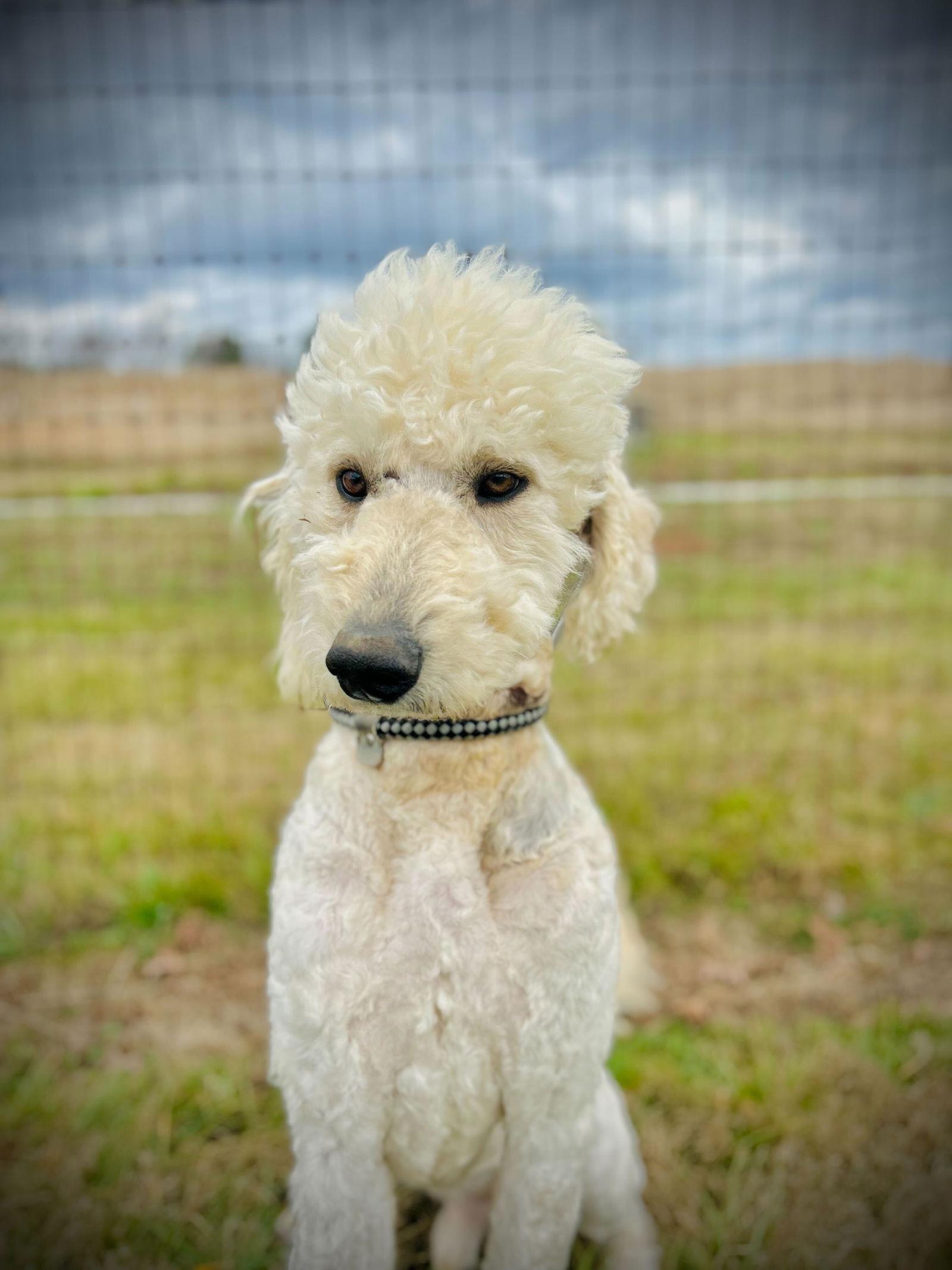 Enlarge Otis Jan 26, a Adoptable mixed breed in Pacolet, SC image 3/3