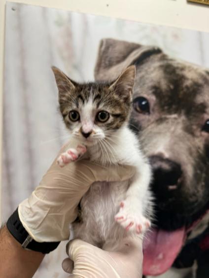 Enlarge Morgan, a Adoptable Domestic Short Hair in Chicago, IL image 2/2