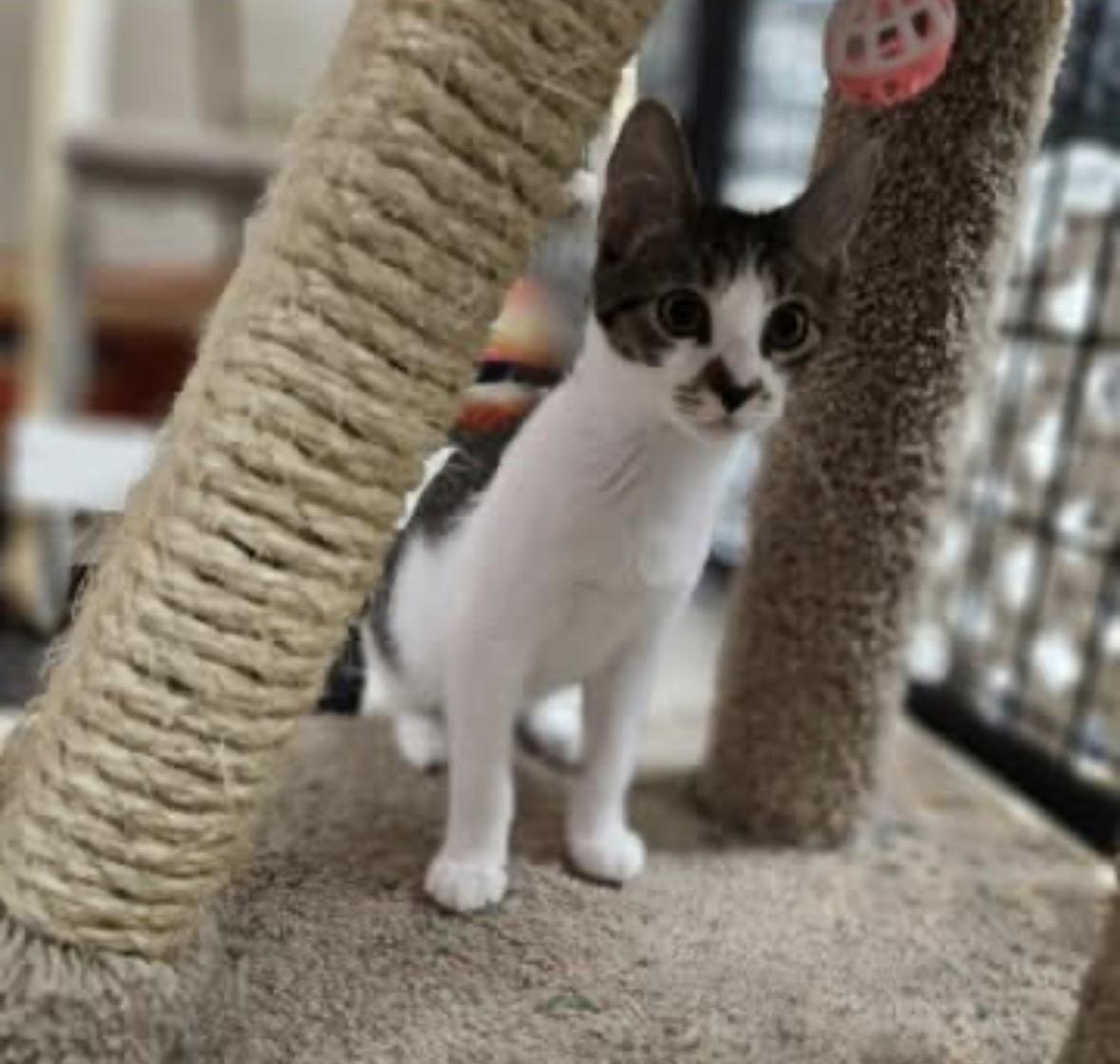 Enlarge Morgan, a Adoptable Domestic Short Hair in Chicago, IL image 1/2