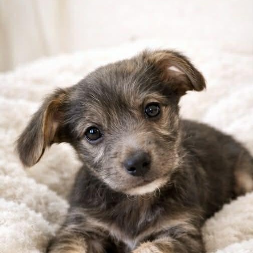 Enlarge DILLON, an adopted mixed breed in Evansville, WI image 1/3