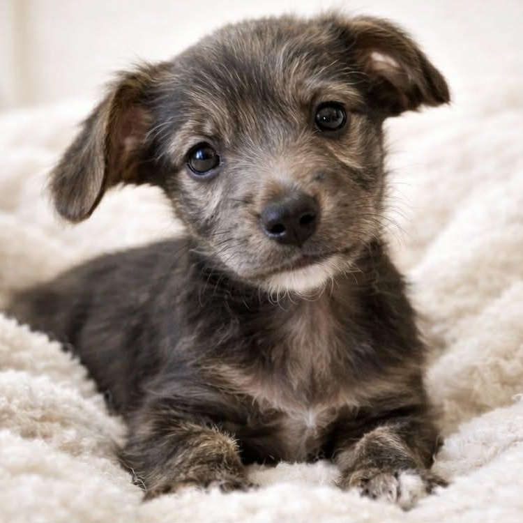 Enlarge DILLON, an adopted mixed breed in Evansville, WI image 2/3