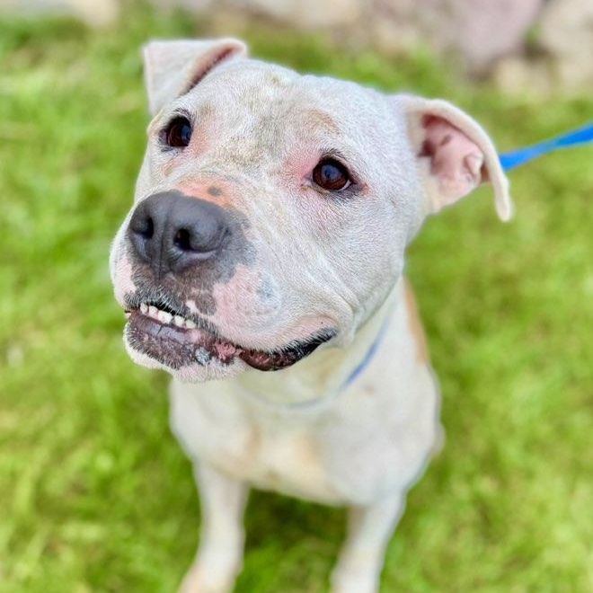 Paul, Adoptable, Adult Male Pit Bull Terrier.