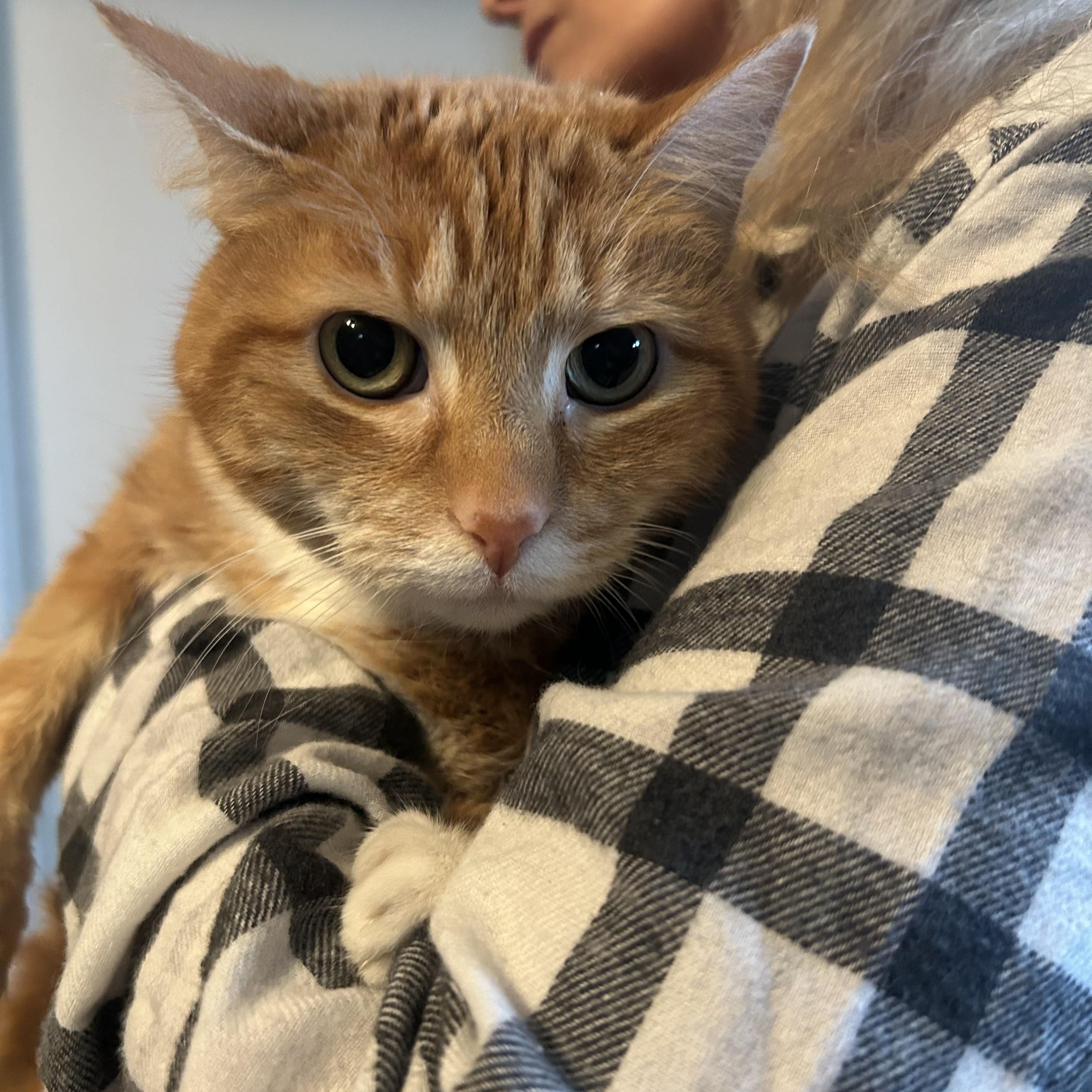 Molly, Senior Female unknown