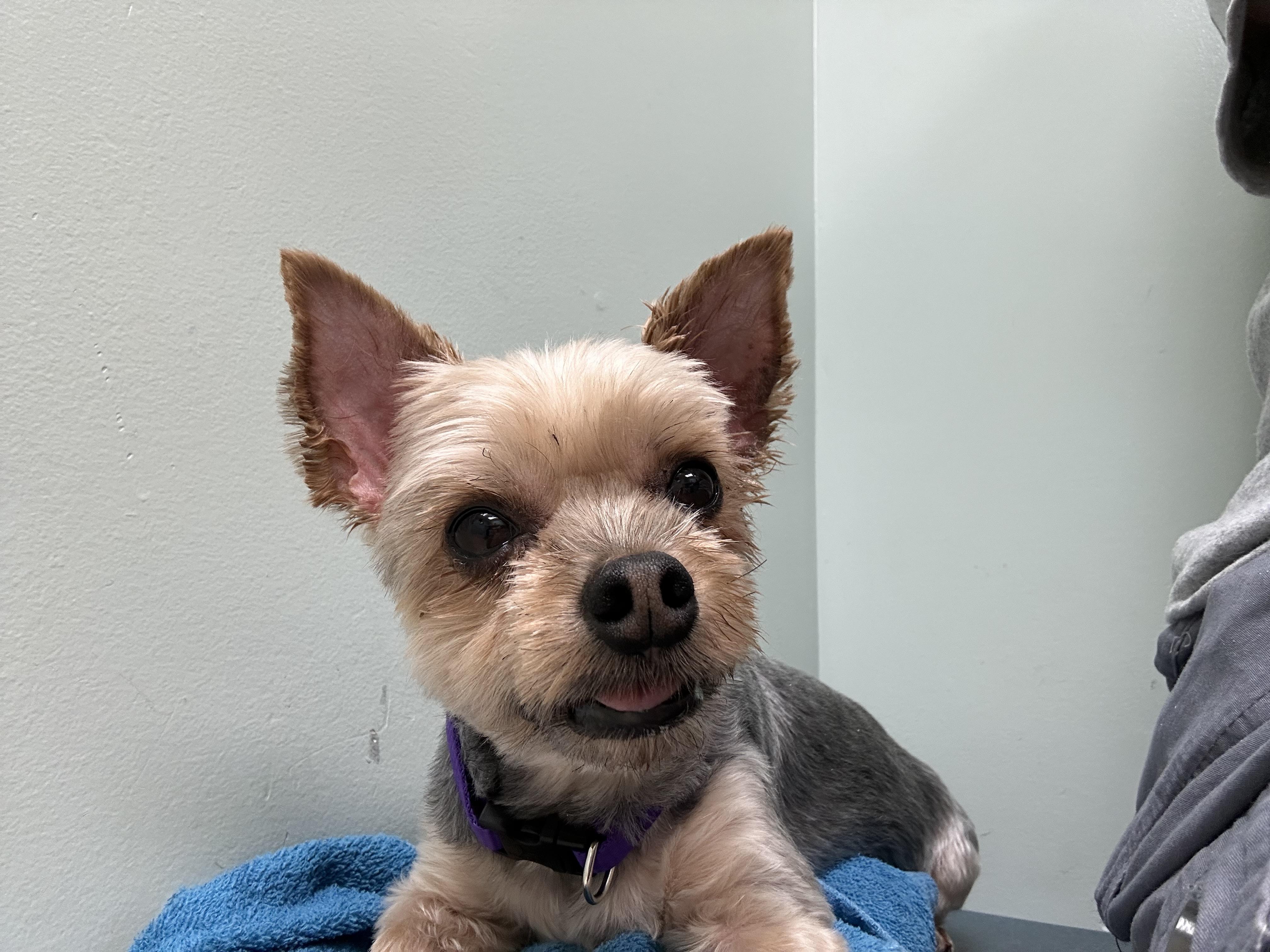 Enlarge Lollipop (D1997), a Adopted Yorkshire Terrier in Hayes, VA image 6/6