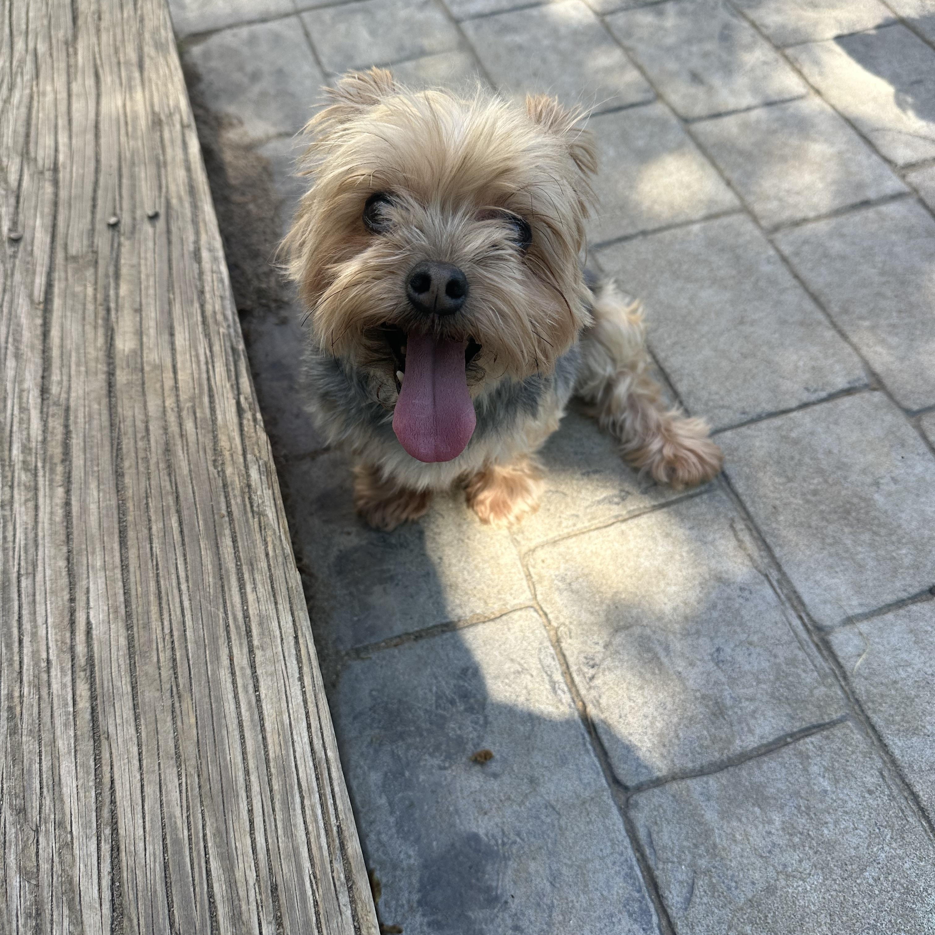 Enlarge Lollipop (D1997), a Adopted Yorkshire Terrier in Hayes, VA image 5/6