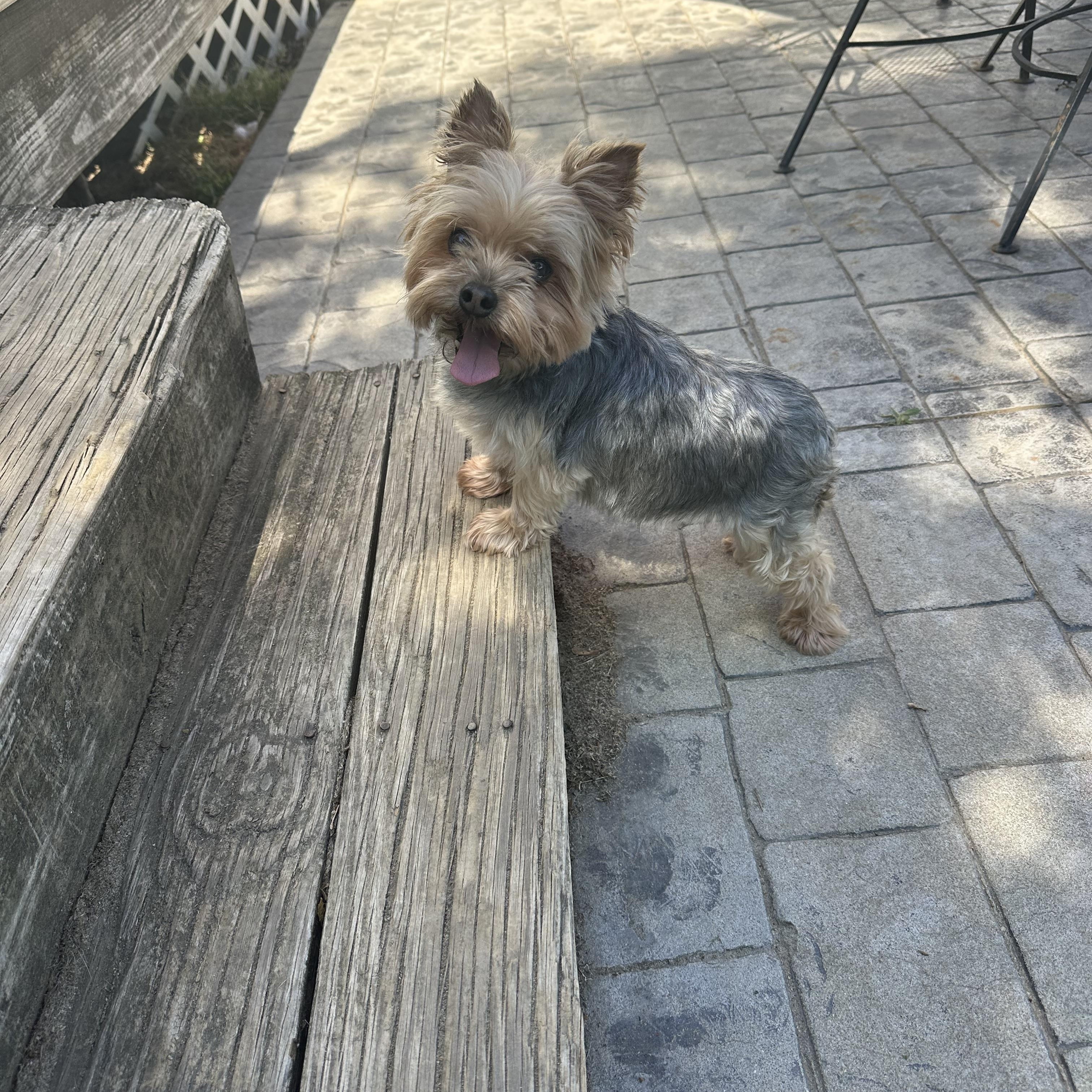 Enlarge Lollipop (D1997), a Adopted Yorkshire Terrier in Hayes, VA image 3/6