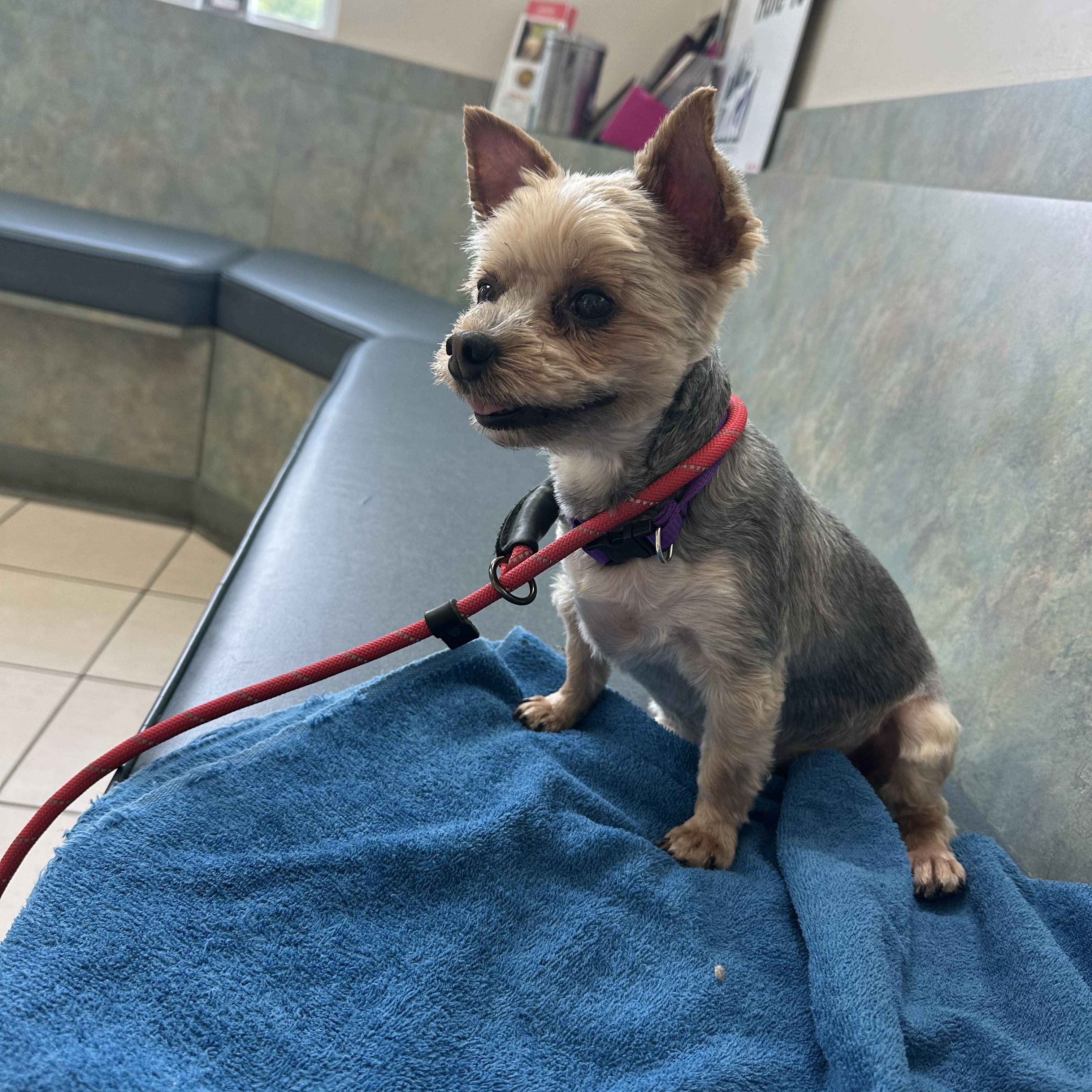 Enlarge Lollipop (D1997), a Adopted Yorkshire Terrier in Hayes, VA image 4/6