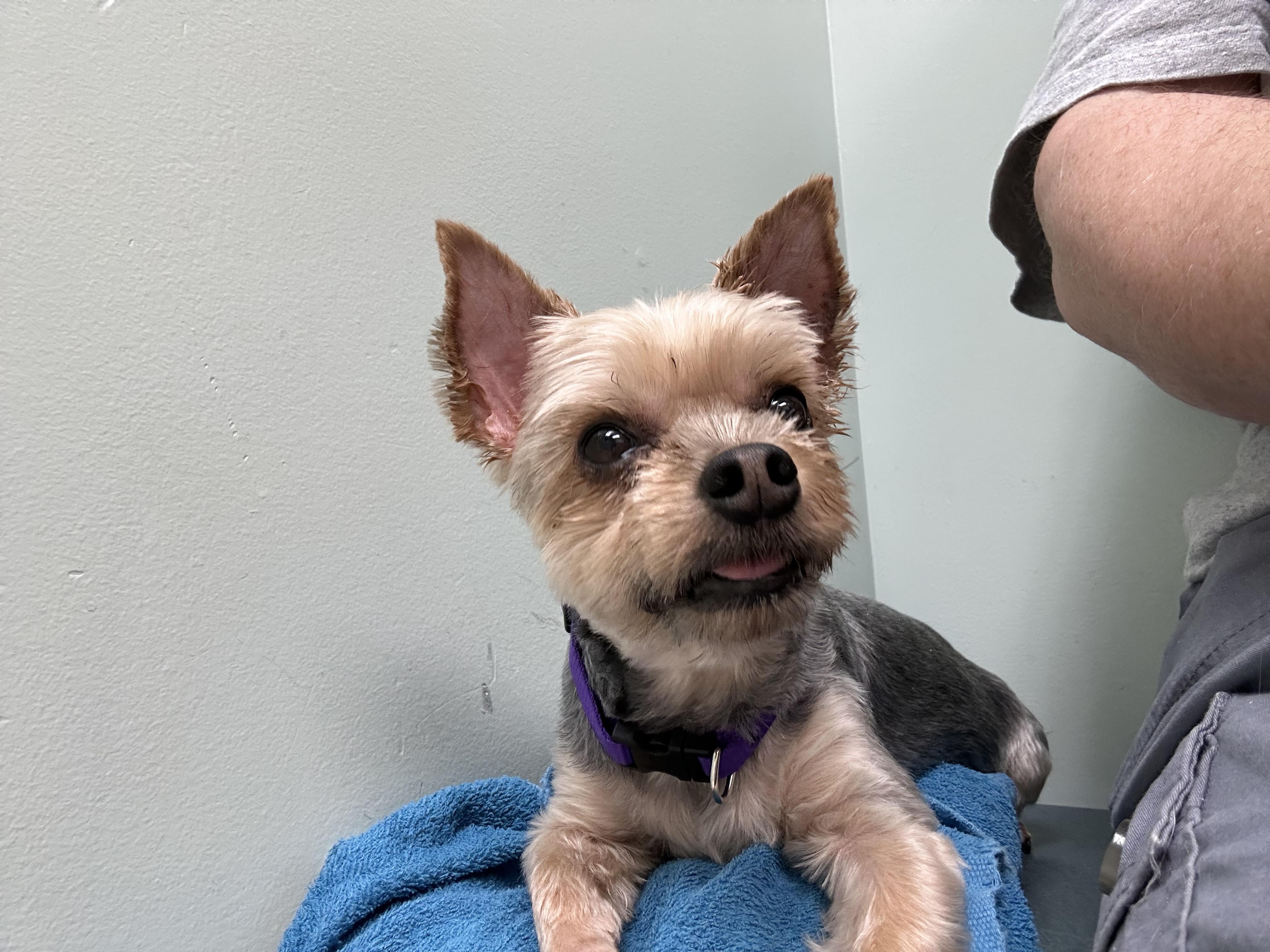 Enlarge Lollipop (D1997), a Adopted Yorkshire Terrier in Hayes, VA image 1/6
