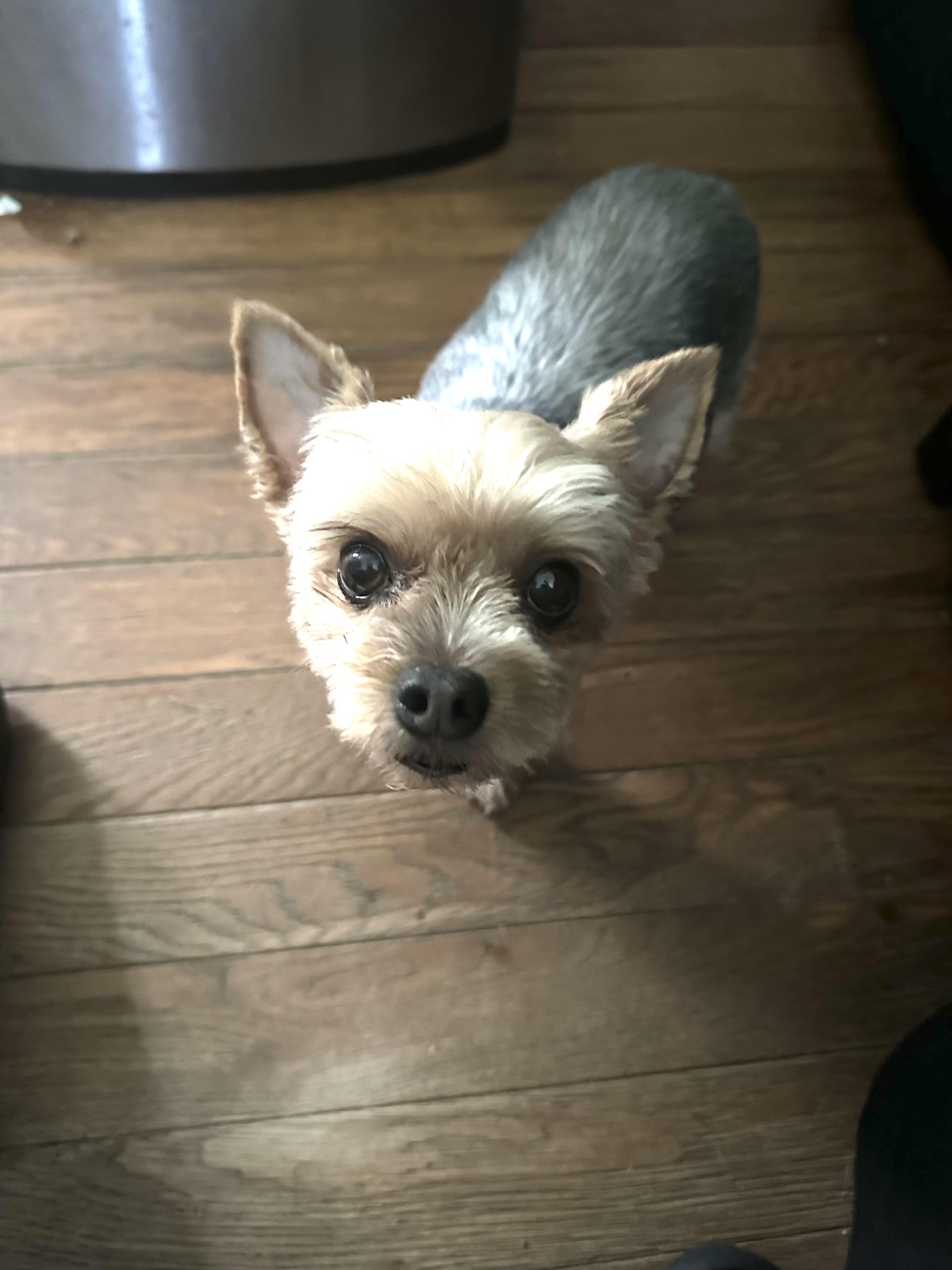 Enlarge Lollipop (D1997), a Adopted Yorkshire Terrier in Hayes, VA image 2/6