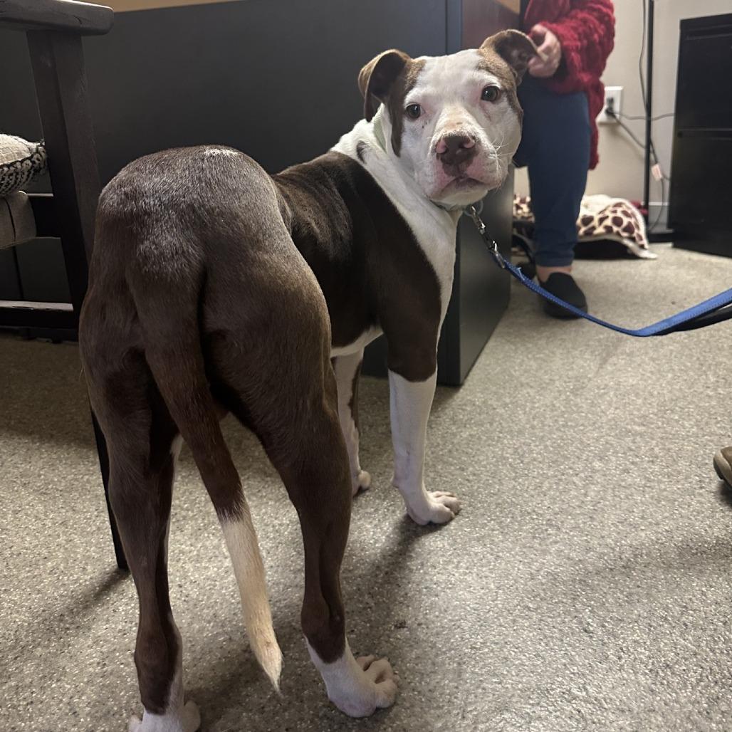 Colt, Adoptable, Young Male Mixed Breed.