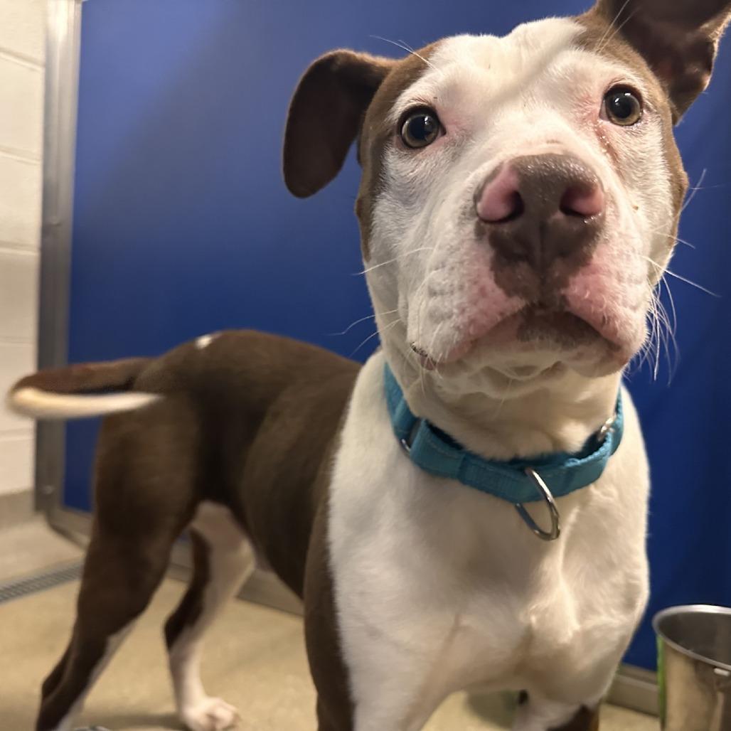 Enlarge Colt, a Adoptable Mixed Breed in Blue Ridge, GA image 2/5