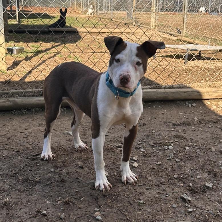 Enlarge Colt, a Adoptable Mixed Breed in Blue Ridge, GA image 3/5