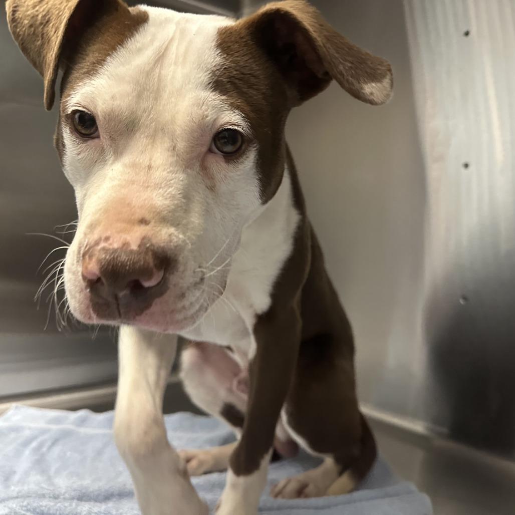 Enlarge Colt, a Adoptable Mixed Breed in Blue Ridge, GA image 4/5