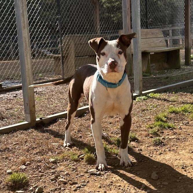 Enlarge Colt, a Adoptable Mixed Breed in Blue Ridge, GA image 5/5