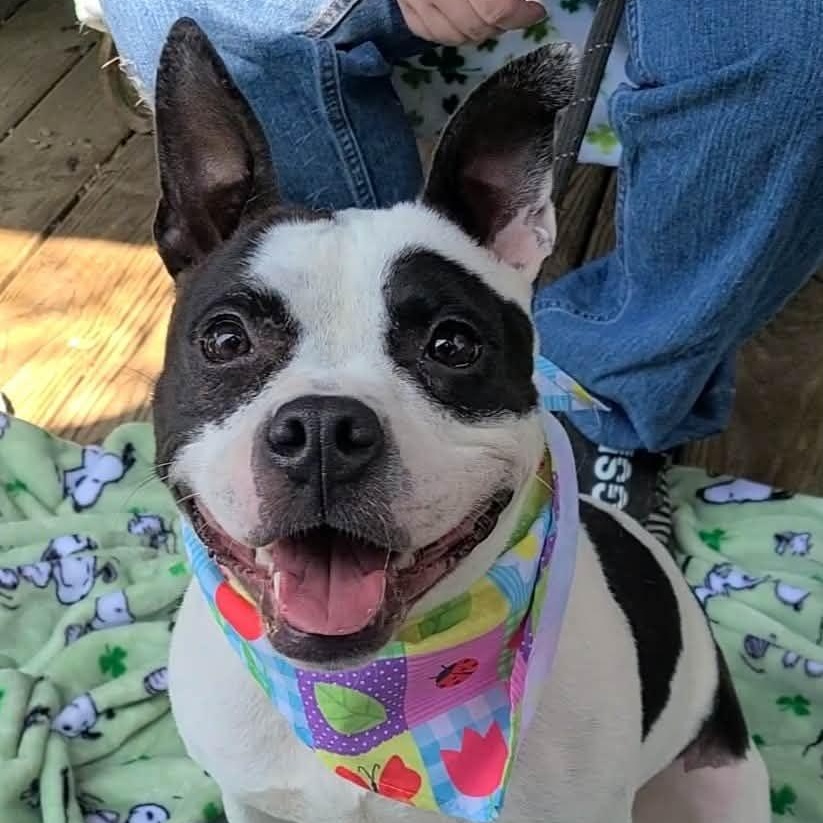 Enlarge Lola, a ADOPTABLE mixed breed in Woolwich, ME image 2/5