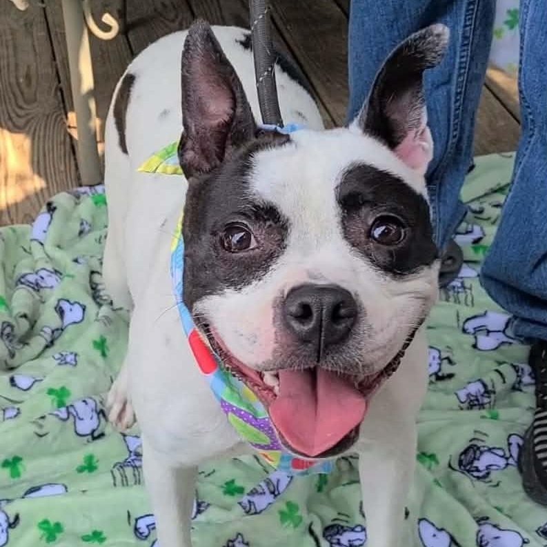 Enlarge Lola, a ADOPTABLE mixed breed in Woolwich, ME image 3/5