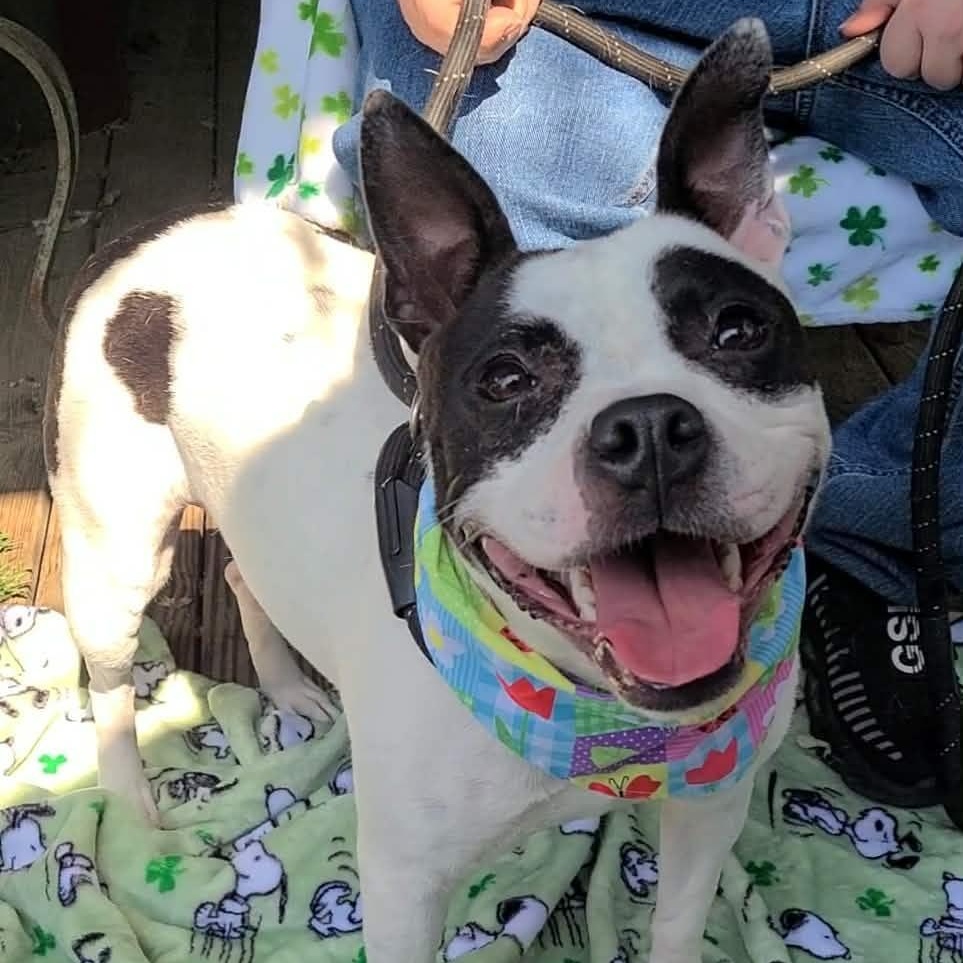 Lola, ADOPTABLE, Adult Female Boston Terrier.
