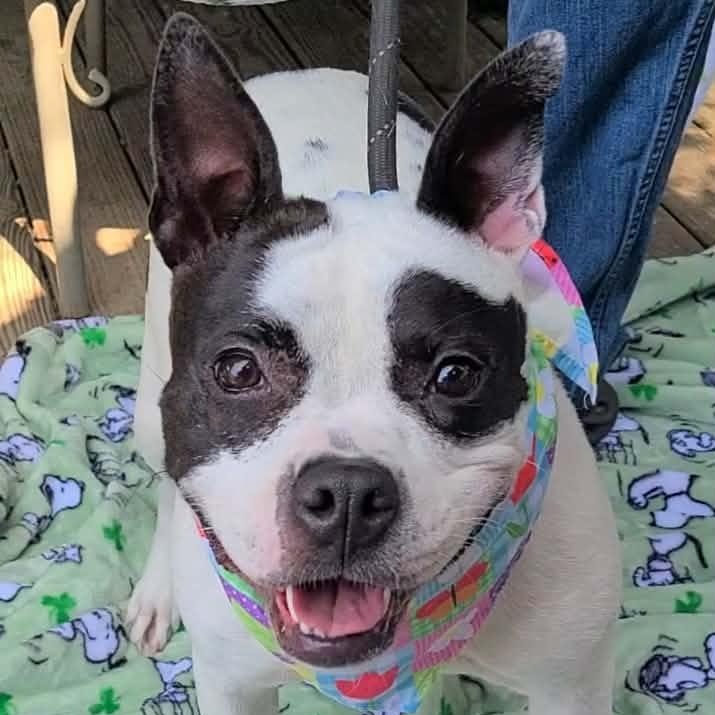 Enlarge Lola, a ADOPTABLE mixed breed in Woolwich, ME image 5/5