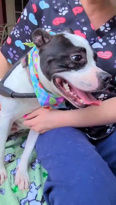 Enlarge Lola, a ADOPTABLE mixed breed in Woolwich, ME video 4/5