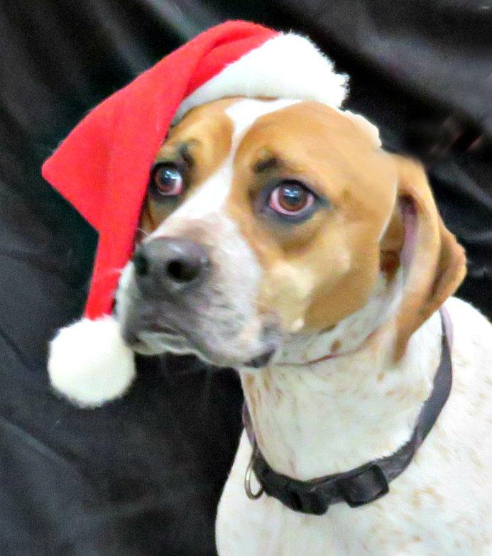 Enlarge Braden, a Adoptable mixed breed in Lexington, VA image 1/4