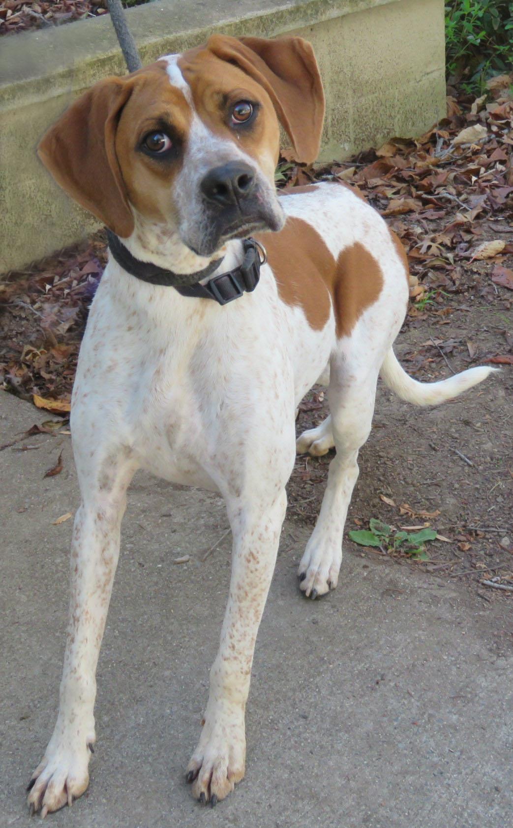 Braden, Adoptable, Puppy Male English Coonhound.