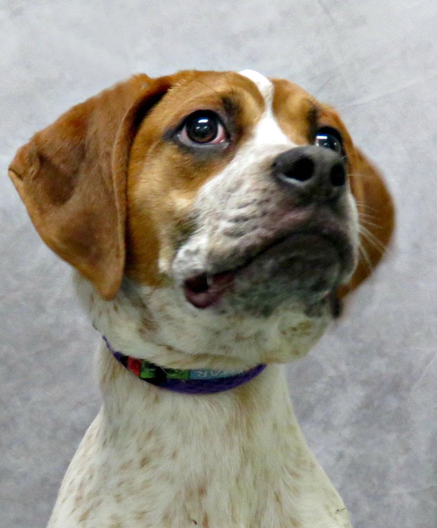 Enlarge Braden, a Adoptable mixed breed in Lexington, VA image 3/4