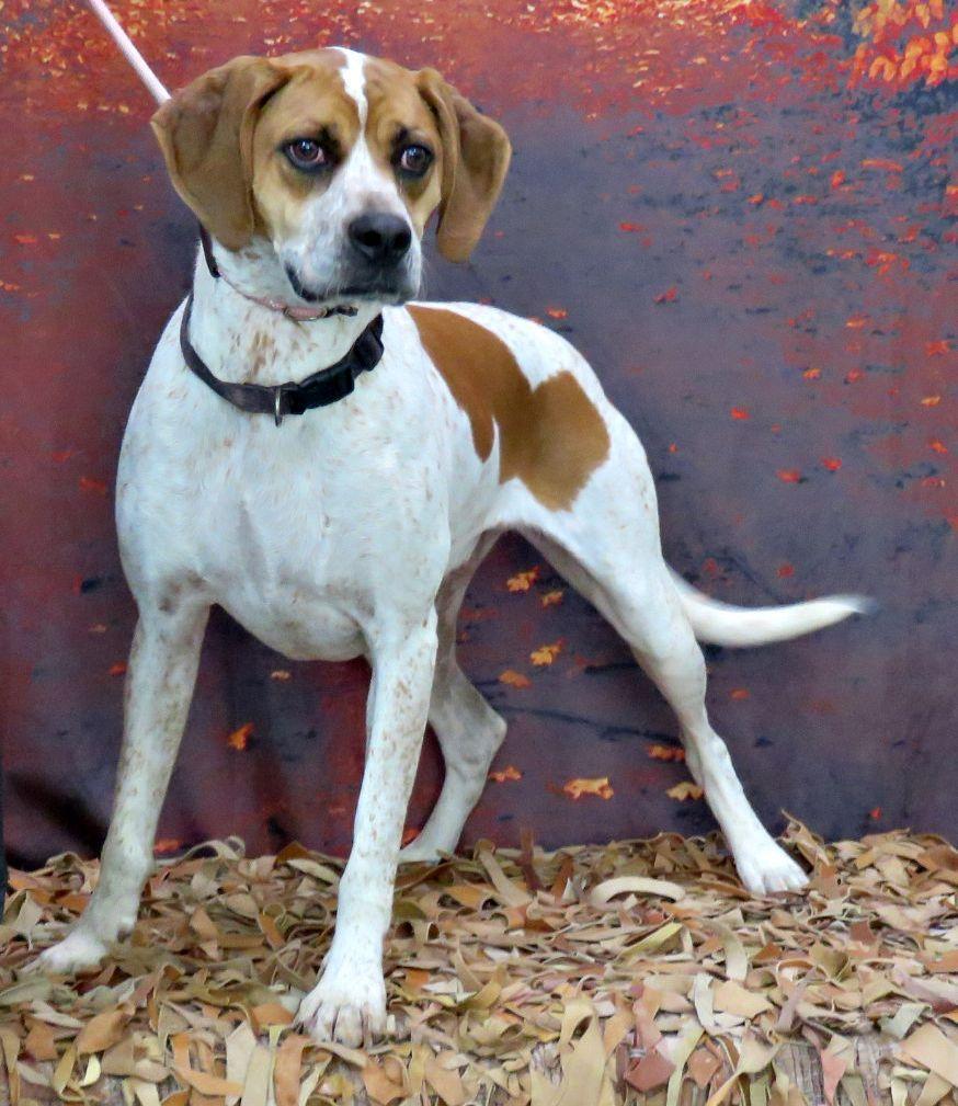 Braden, Adoptable, Puppy Male English Coonhound.