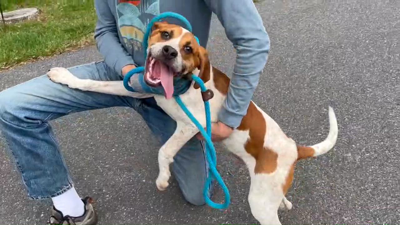 Enlarge Braden, a Adoptable mixed breed in Lexington, VA video 4/4