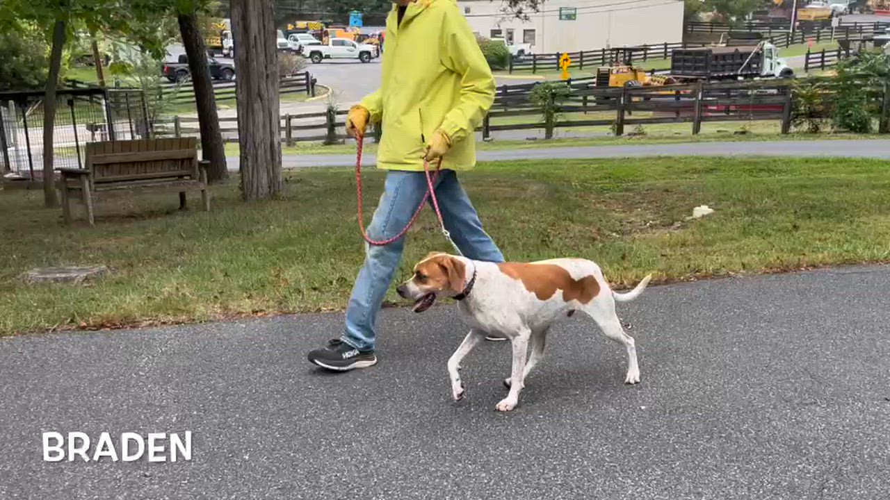 Enlarge Braden, a Adoptable mixed breed in Lexington, VA video 2/2