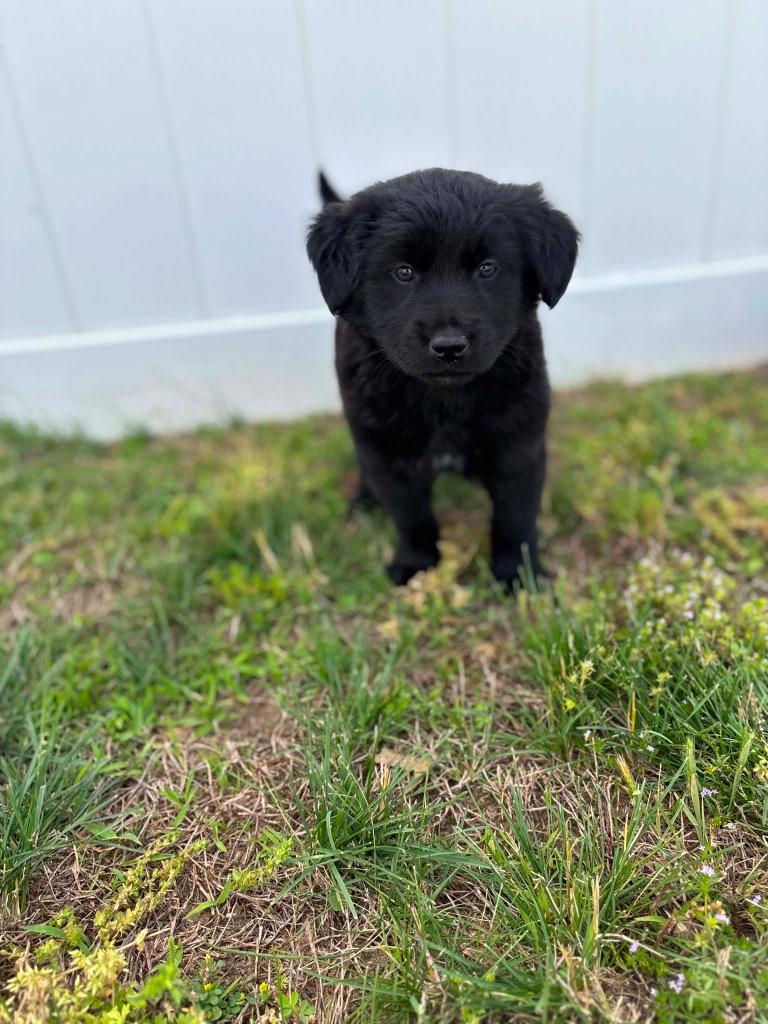 Quinn, Adoptable, Puppy Male Mixed Breed.