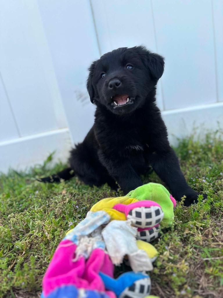 Quinn, a Adoptable mixed breed in Murray, KY image 2/6