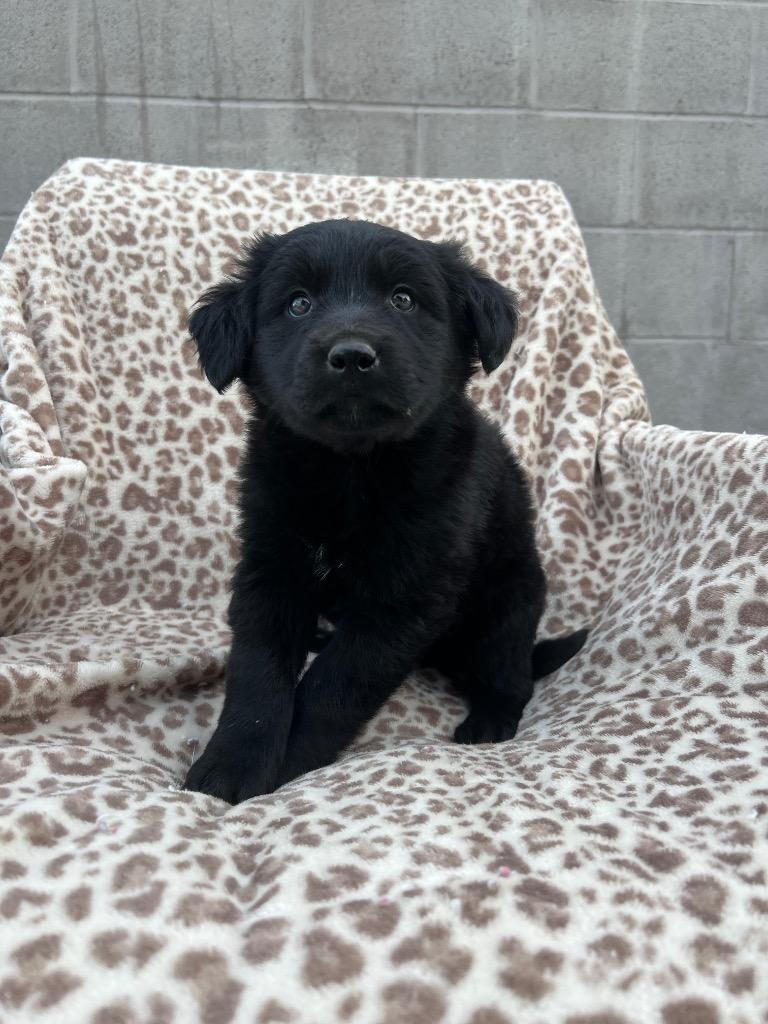 Quinn, a Adoptable mixed breed in Murray, KY image 3/6