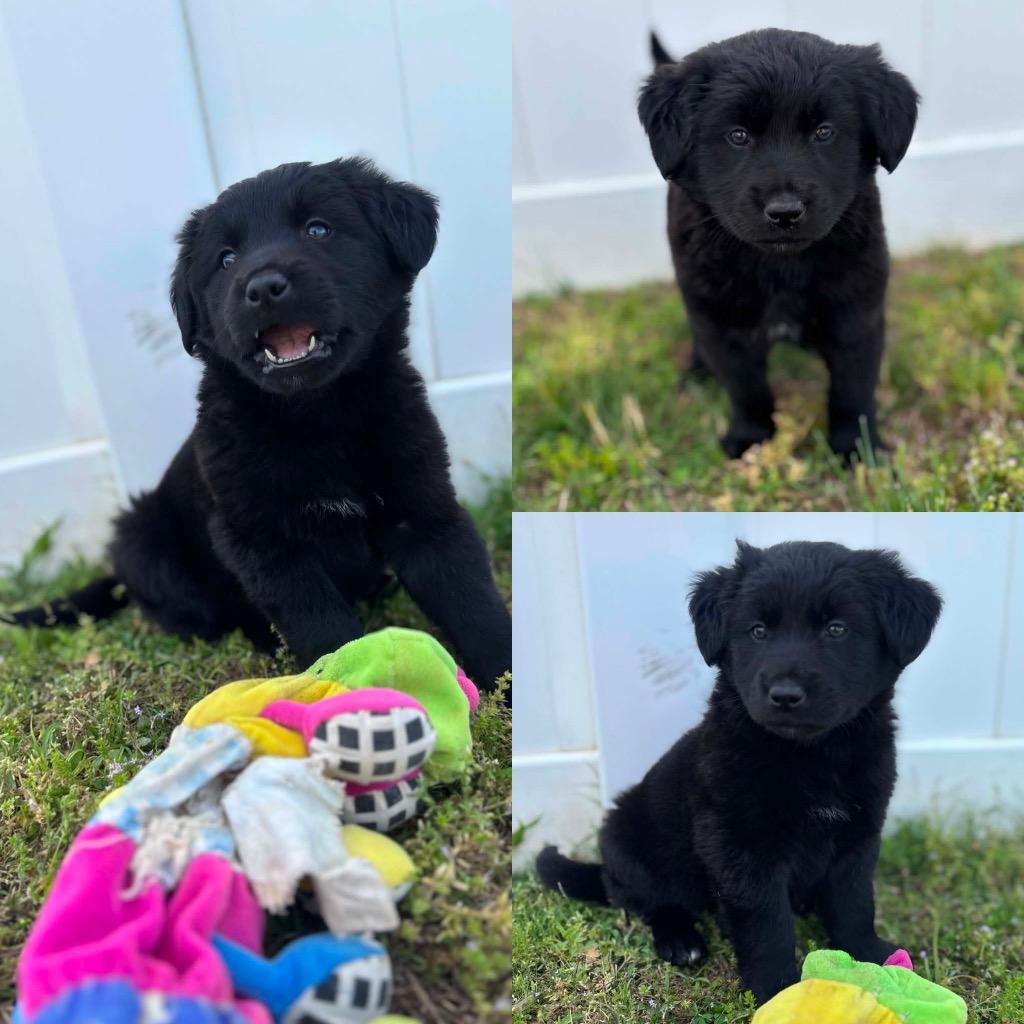 Quinn, a Adoptable mixed breed in Murray, KY image 4/6