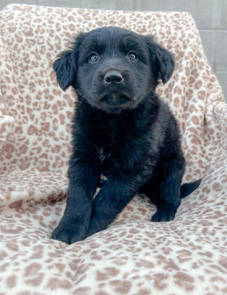 Quinn, a Adoptable mixed breed in Murray, KY image 5/6