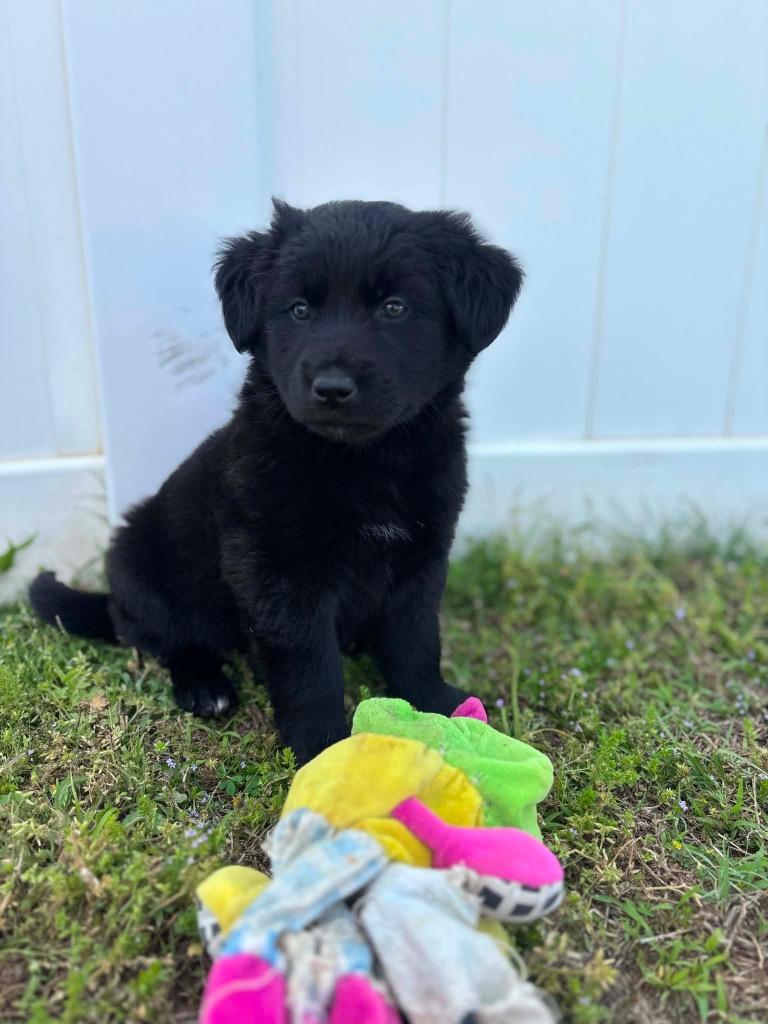 Quinn, a Adoptable mixed breed in Murray, KY image 6/6