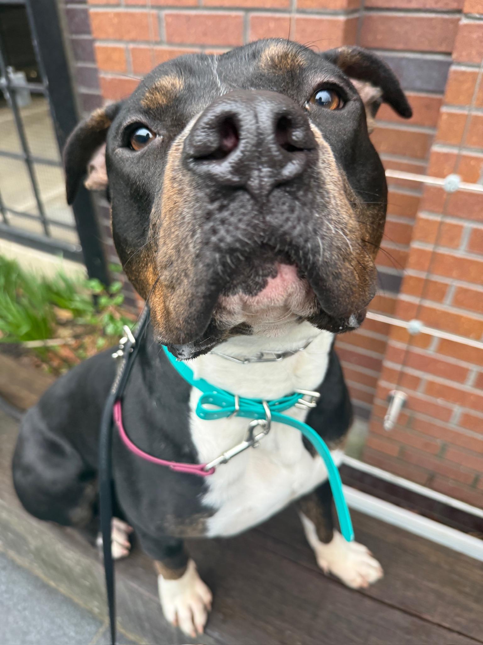 Enlarge Max, a Adoptable American Staffordshire Terrier in Halethorpe, MD image 1/5