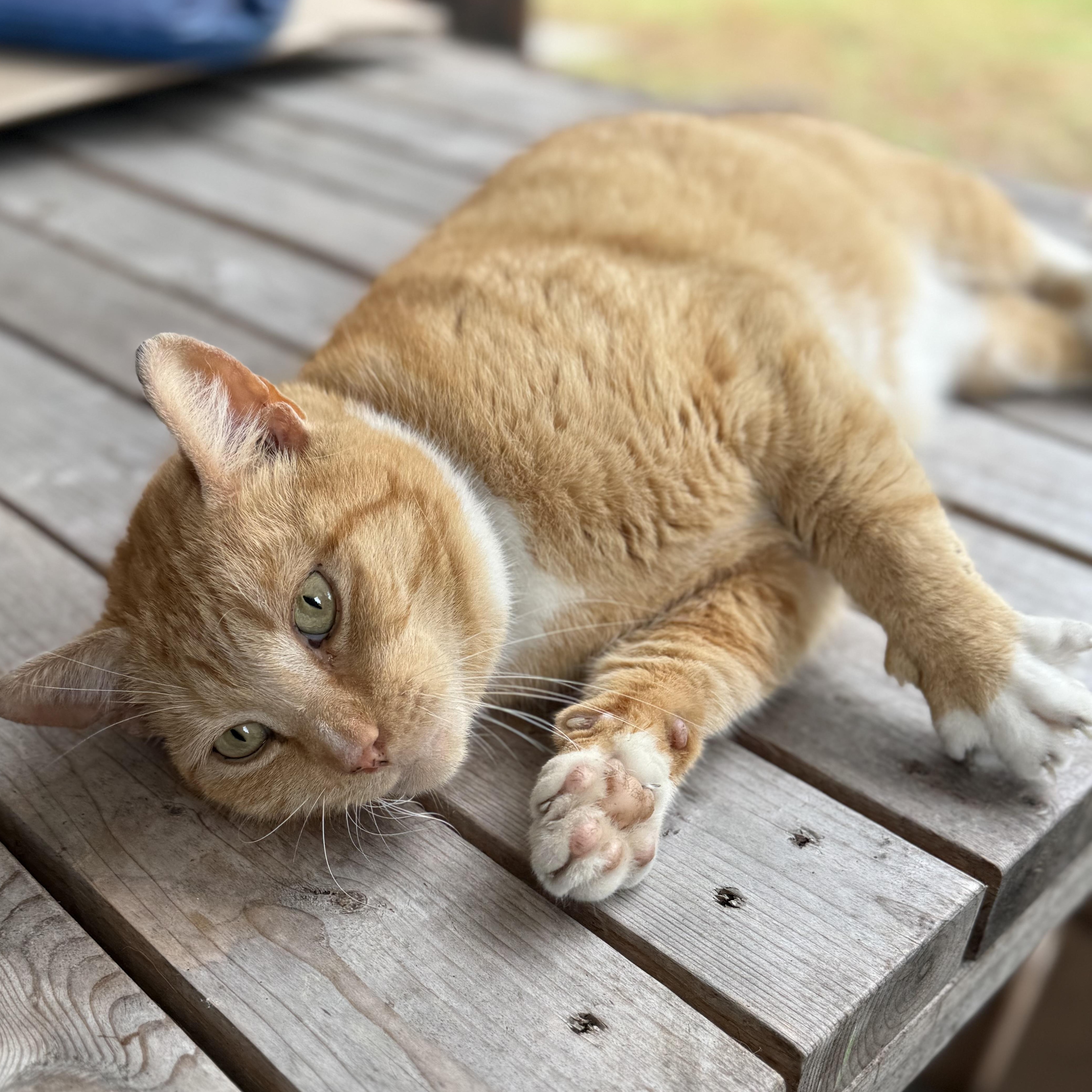 Enlarge Zeus, an adopted Domestic Short Hair in Clinton, NC image 2/2