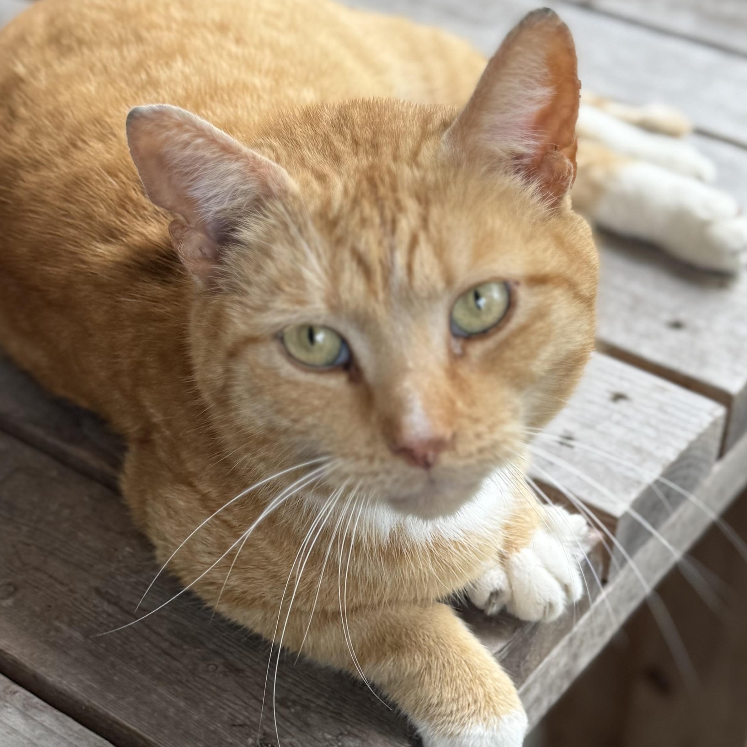Zeus, adopted, Adult Male Domestic Short Hair.