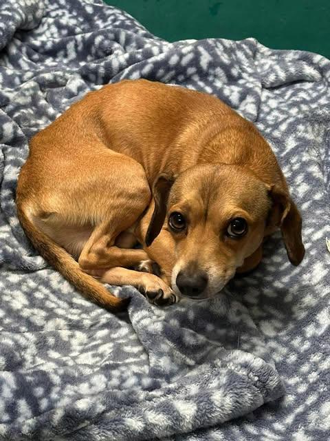 Enlarge Alex, a Adoptable mixed breed in Crescent city, CA image 2/4