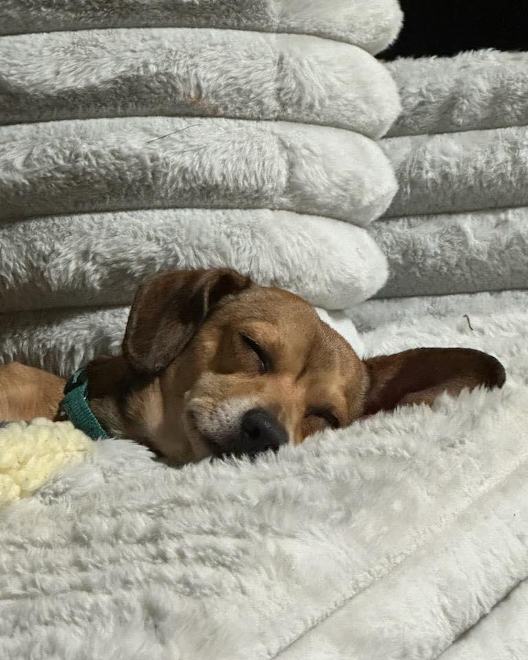 Enlarge Alex, a Adoptable mixed breed in Crescent city, CA image 3/4