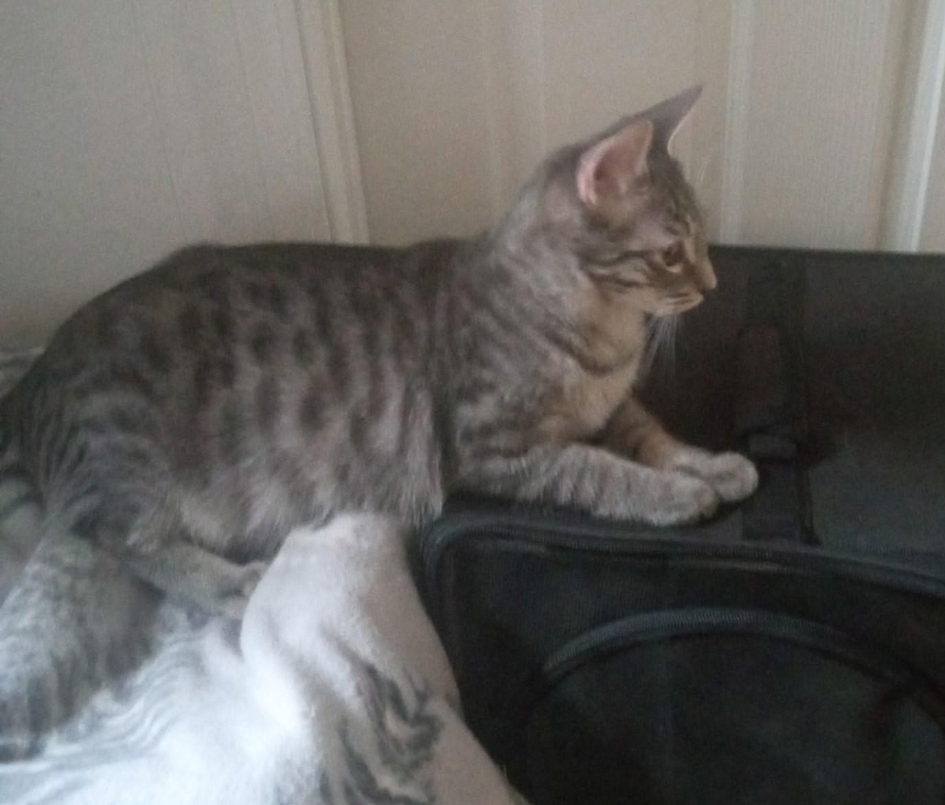 Lightning, a Adoptable Domestic Short Hair in Union Gap, WA image 3/3