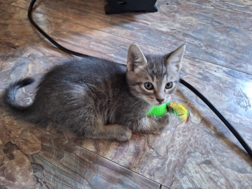 Lightning, an adoptable Domestic Short Hair in Union Gap, WA, 98903 | Photo Image 1