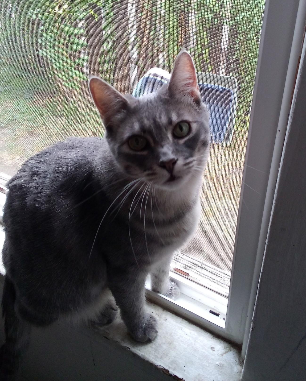 Lightning, a Adoptable Domestic Short Hair in Union Gap, WA image 1/3