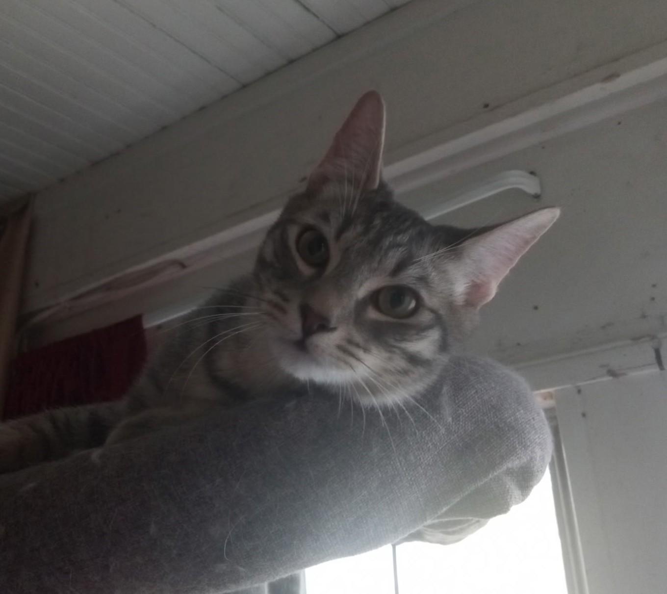 Lightning, a Adoptable Domestic Short Hair in Union Gap, WA image 2/3