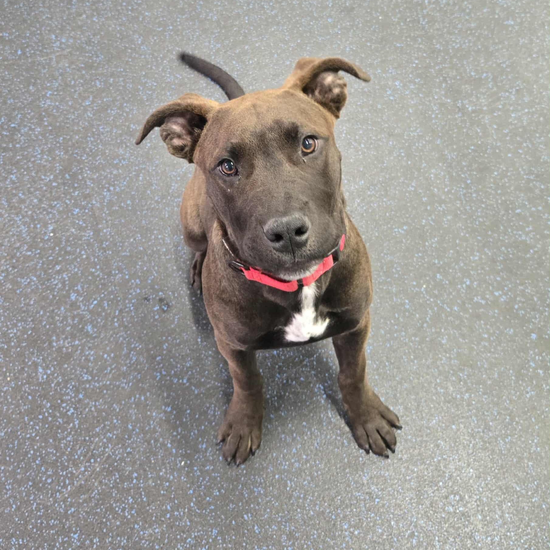 Enlarge Koa, an adoptable mixed breed in Watertown, WI image 2/6