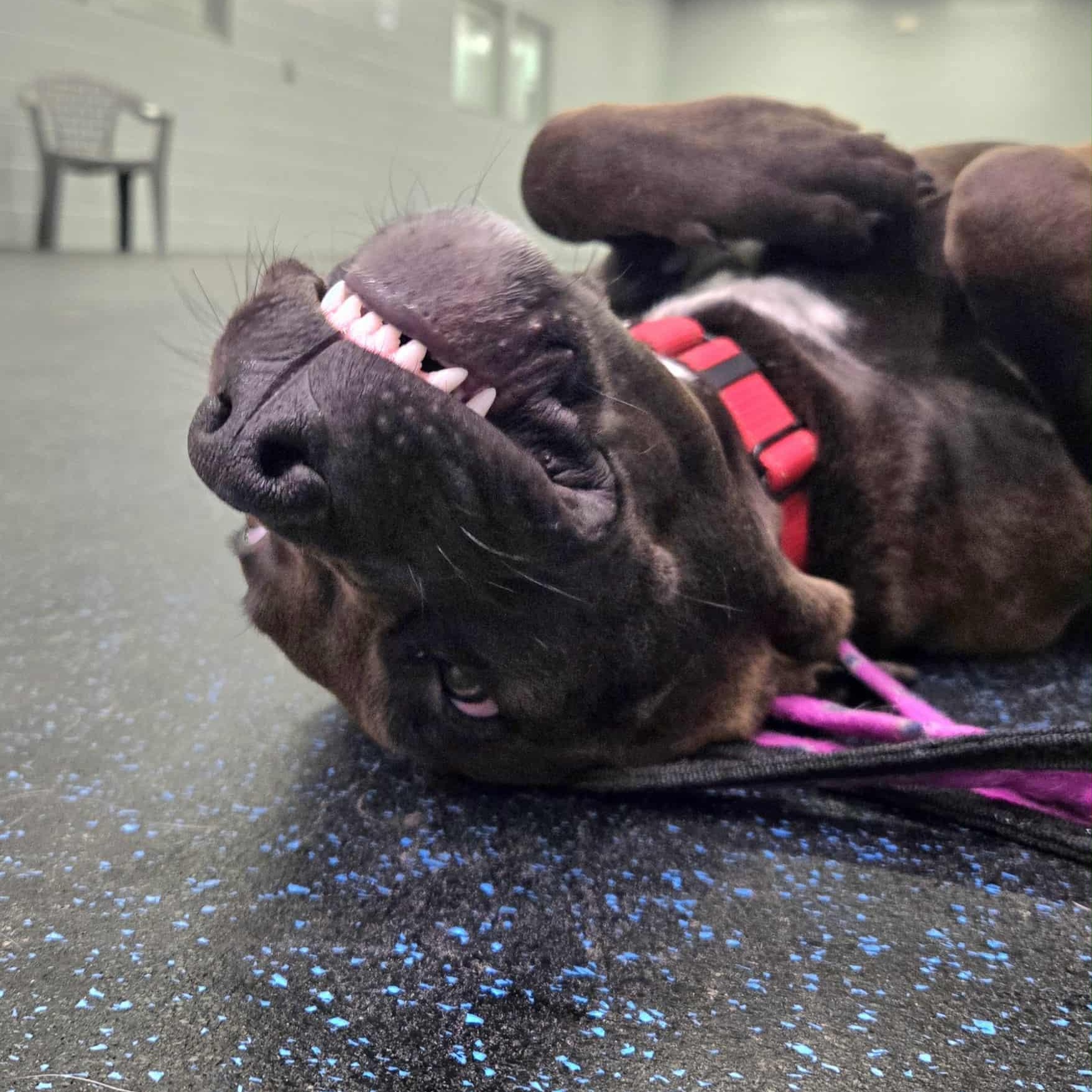 Enlarge Koa, an adoptable mixed breed in Watertown, WI image 3/6