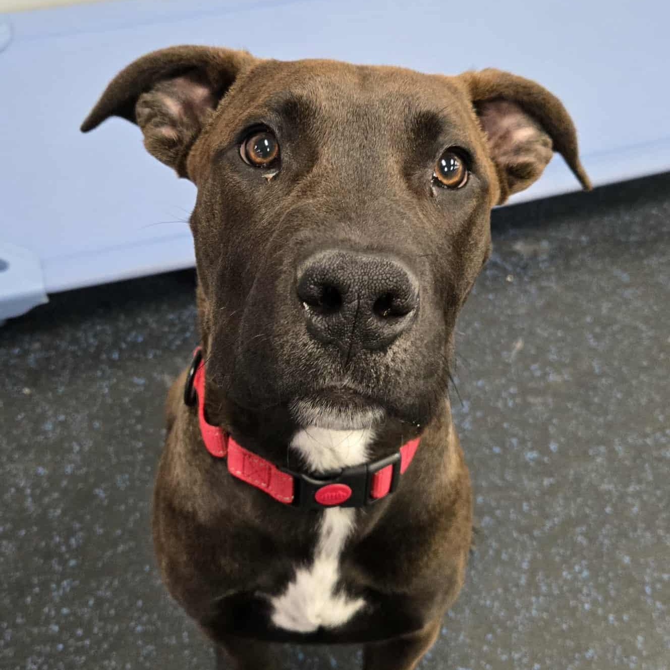 Enlarge Koa, an adoptable mixed breed in Watertown, WI image 1/6