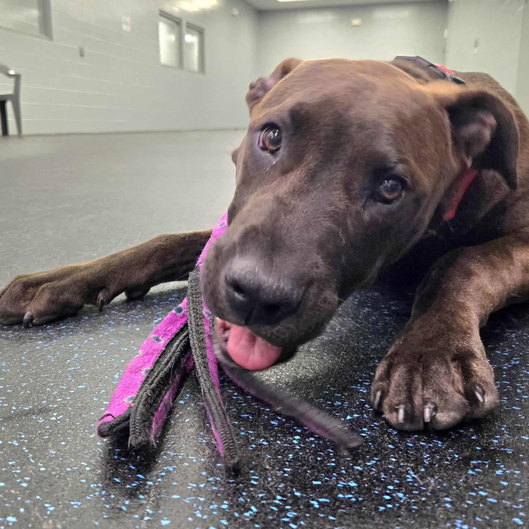 Enlarge Koa, an adoptable mixed breed in Watertown, WI image 4/6