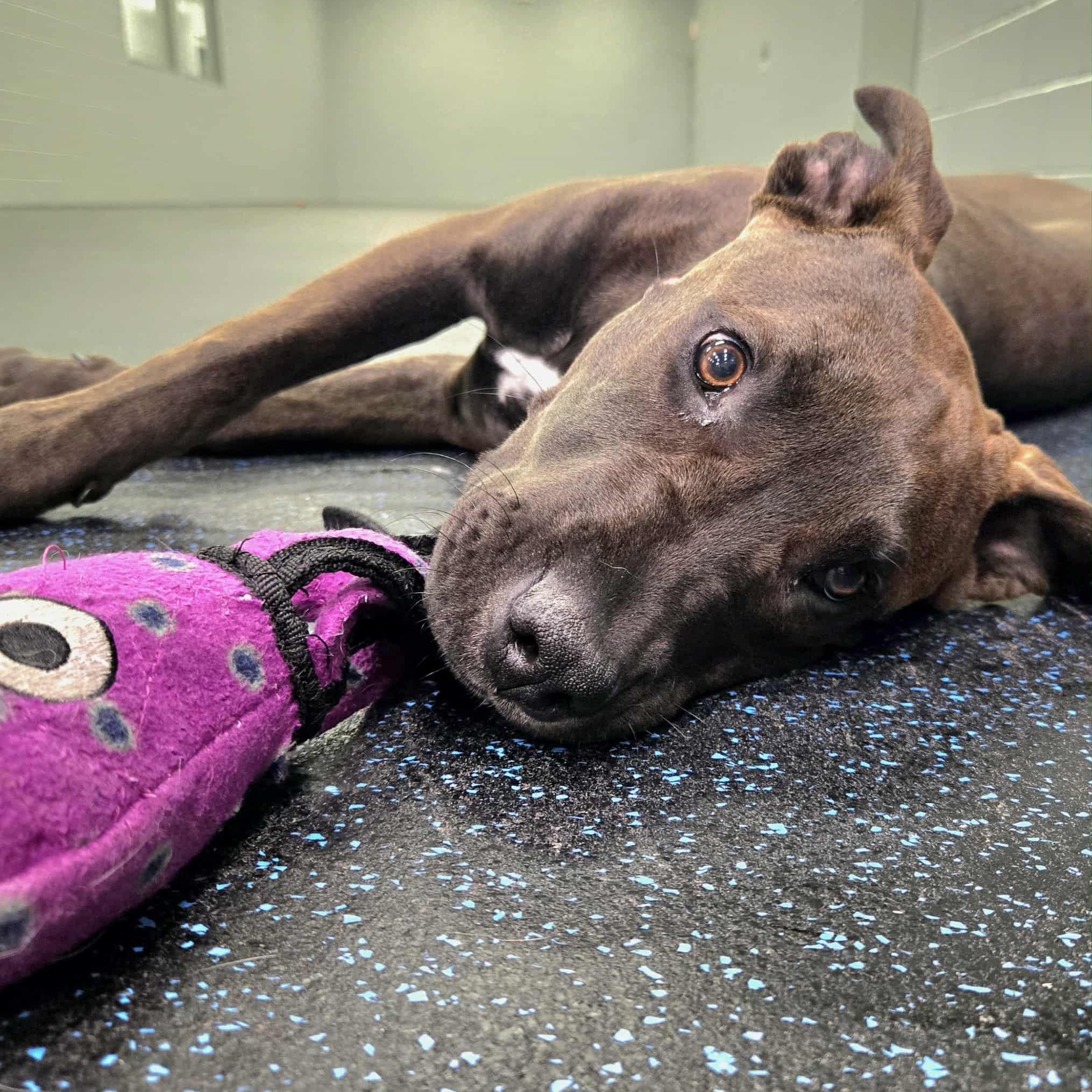 Enlarge Koa, an adoptable mixed breed in Watertown, WI image 5/6